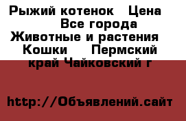 Рыжий котенок › Цена ­ 1 - Все города Животные и растения » Кошки   . Пермский край,Чайковский г.